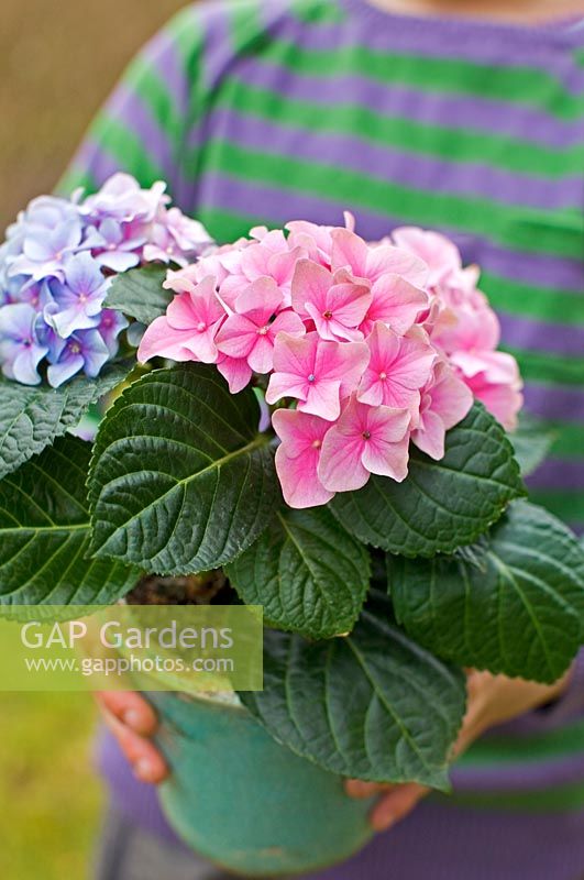 Person carrying Hydrangea in pot