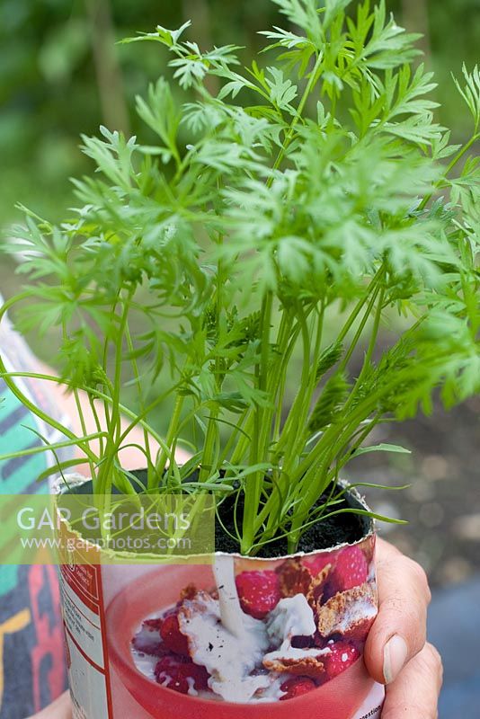 Growing carrots in deep pots before planting into garden soil