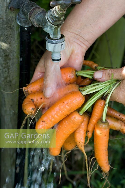 Washing harvested carrots grown from multiseeded pots