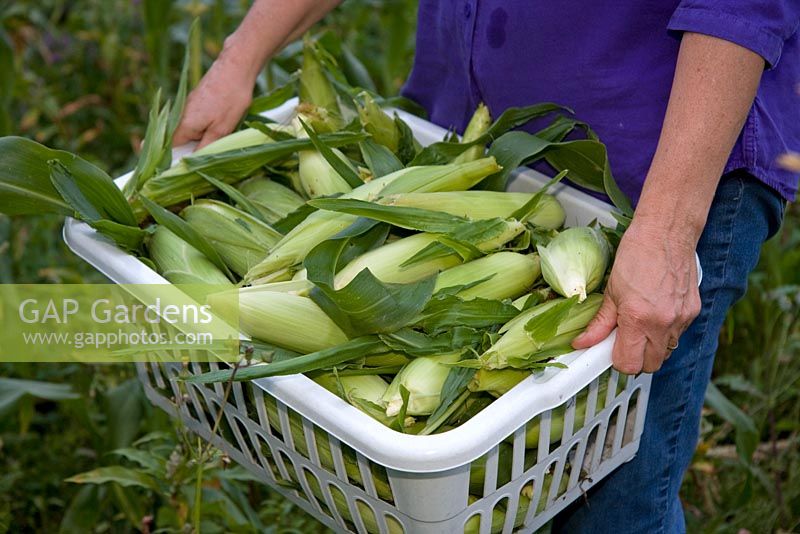 Zea Mays - Harvesting sweet corn 