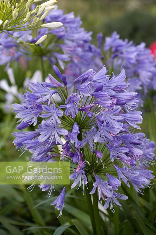 Agapanthus 'Lavender Haze' 