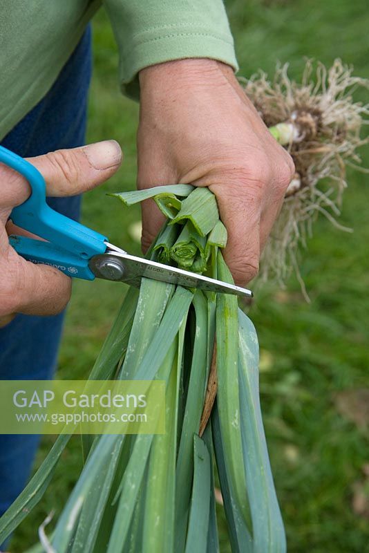 Cutting tops of bare root leek plants before planting
