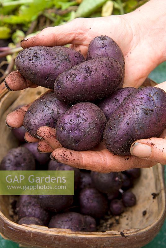 Container grown potatoes 'Salad Blue'