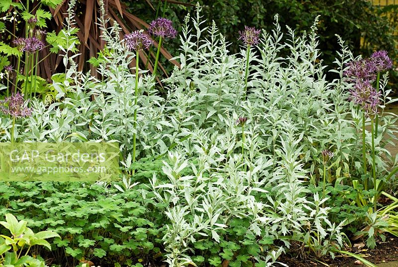 Artemisia ludoviciana 'Valerie Finnis', White Sage with Allium cristophii and Geranium renardii