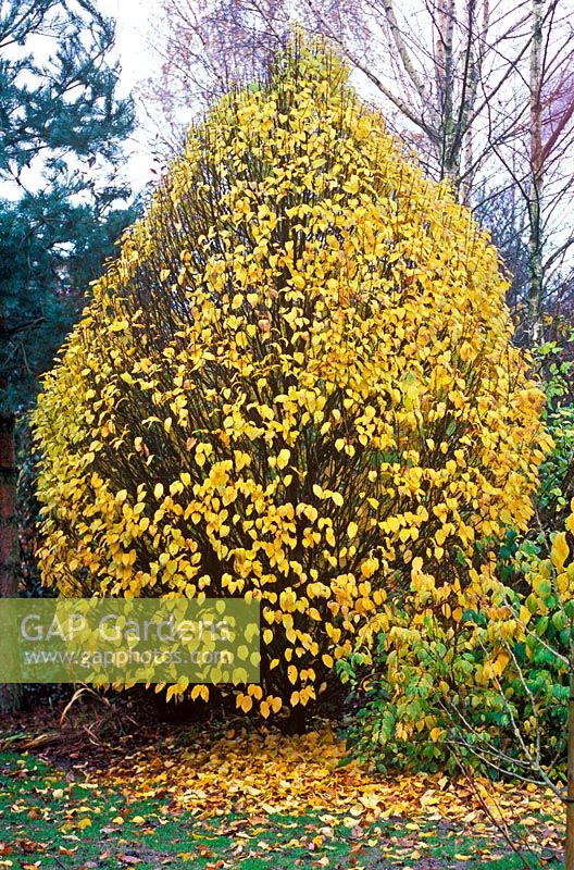 Carpinus betulus 'Globus' - Hornbeam in November