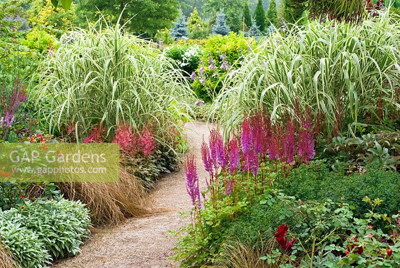 Miscanthus sinensis 'Cosmopolitan', Chinese Silver Grass with Astilbe chinensis var. taquettii 'Purpurlanze' syn. Purple Lance, False Goatsbeard, Astilbe simplicifolia 'Aphrodite', Carex flagellifera, Sedge and Anaphalis triplinervis 'Sommerschnee', Pearly Everlasting Flower - Ernst Pagels Garden at the Park der Gärten, Germany