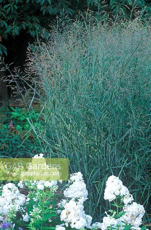Panicum virgatum 'Heavy Metal', Switch Grass and Phlox paniculata 'David'