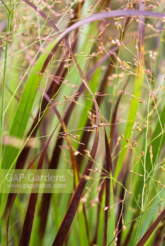 Panicum virgatum 'Purple Haze' - Switch grass
