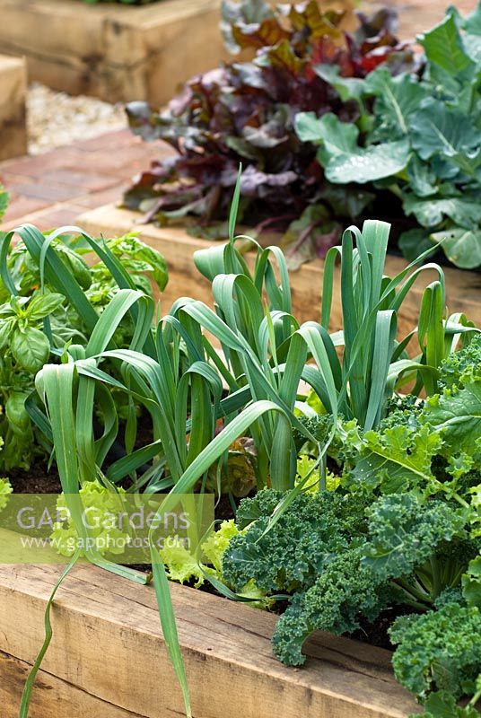 Leeks, Curly Kale, Lettuce and Basil growing in raised vegetable bed in Dorset Cereals Edible Playground. Gold Medalist and Best in Show, RHS Hampton Court Flower Show 2008