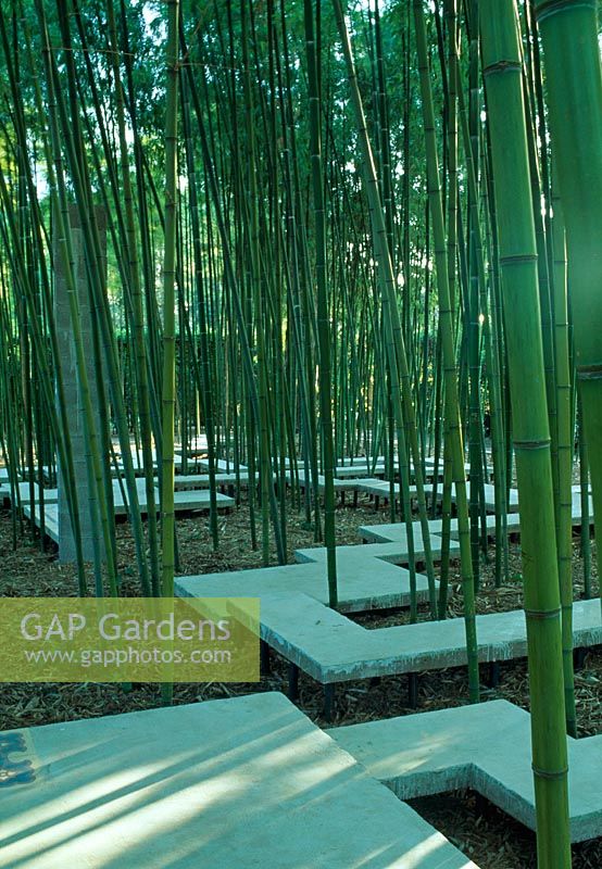 Artist's bamboo garden at Villa Medici, Rome. A bamboo forest with zig zag concrete raised paths.