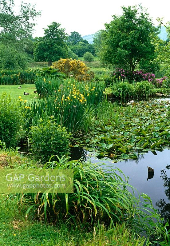 Large naturalistic pond with Iris pseudacorus and view to water meadows beyond