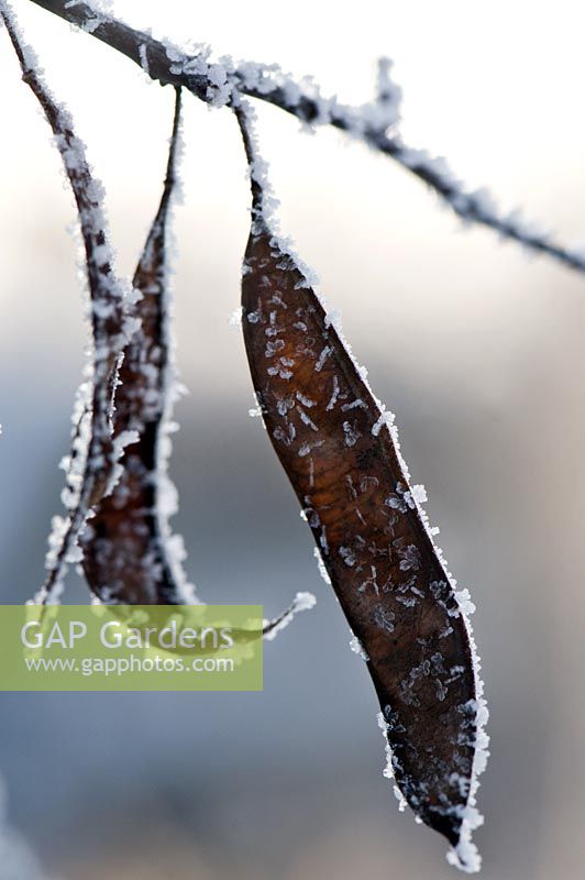 Cercis canadensis - Redbud seedpod with frost in winter