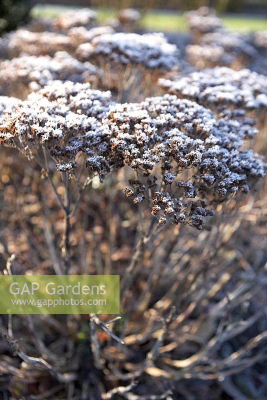 Sedum 'Vera Jameson' - Frost covered seed-heads in Winter in the Sir Harold Hillier Gardens.