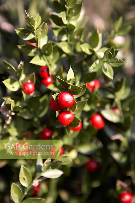 Ruscus aculeatus with red berries and spiky leaves -  Winter interest at The Sir Harold Hillier Gardens