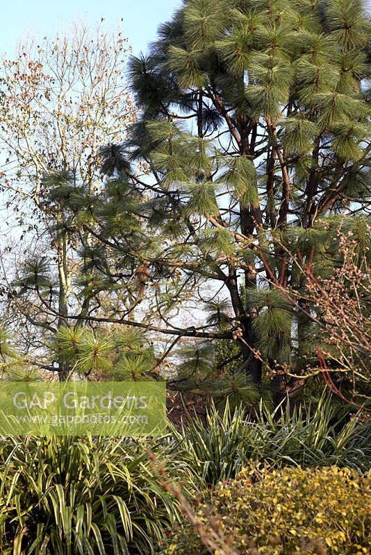 Pinus Engelmannii with Phormiums in the Sir Harold Hillier Gardens