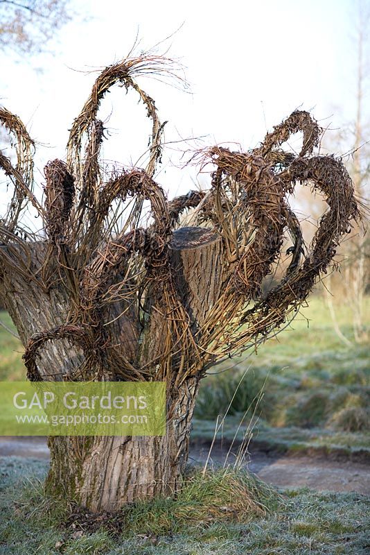Willow tree stump sculpture at The Sir Harold Hillier Gardens