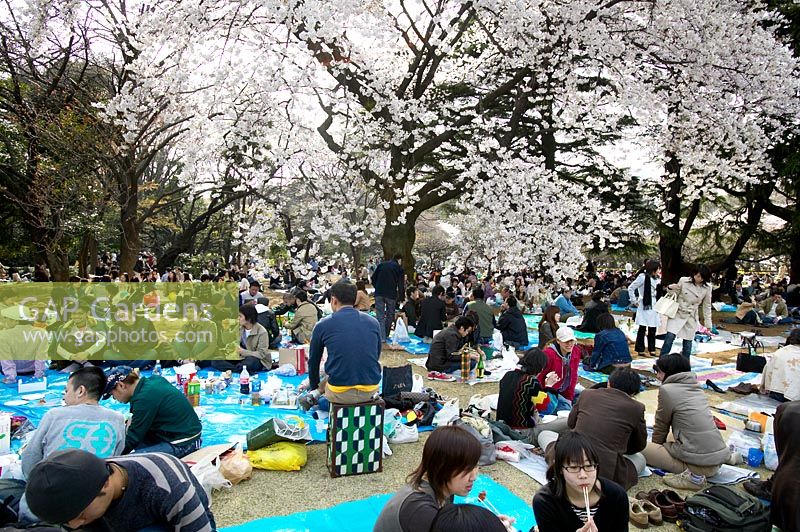 Garden visitors celebrating Hanami with a picnic during Cherry blossom season at Shinjuku Gyoen National Garden, Tokyo, Japan