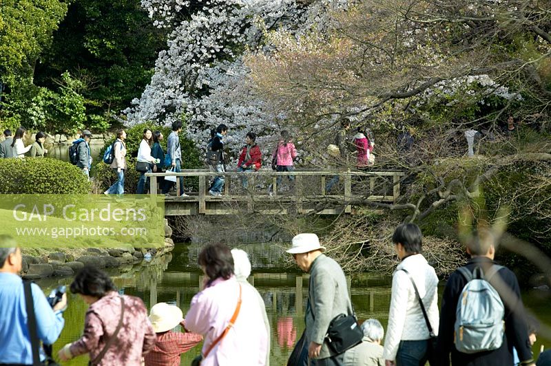 Garden visitors celebrating Hanami, Cherry blossom season at Shinjuku Gyoen National Garden, Tokyo, Japan