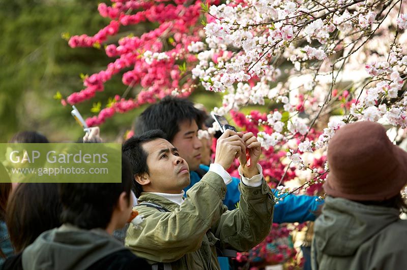 Garden visitors celebrating Hanami, The Cherry blossom season - Prunus flowering, at Shinjuku Gyoen National Garden, Tokyo, Japan, spring. 
