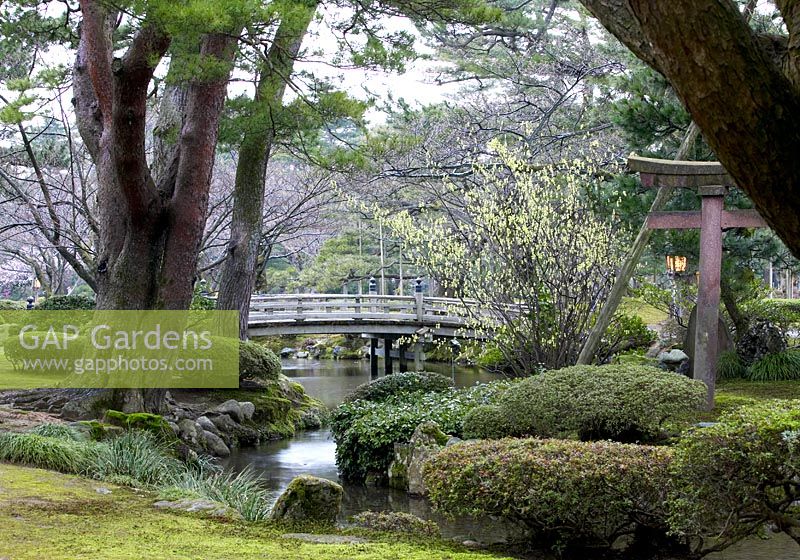 Bonsai, moss, stream and wooden bridge - Spring evening at Kenrokuen Gardens, Kanazawa, Japan 