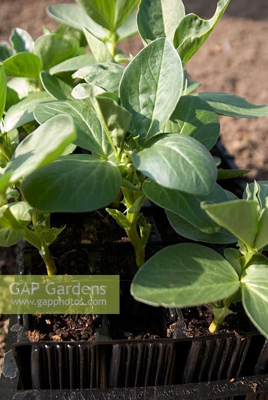 Broad beans 'The Sutton' seedlings in Rootrainers in early Spring