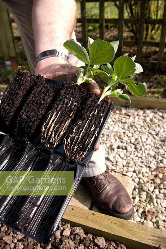 Planting broad beans 'The Sutton' seedlings from Rootrainers in early Spring