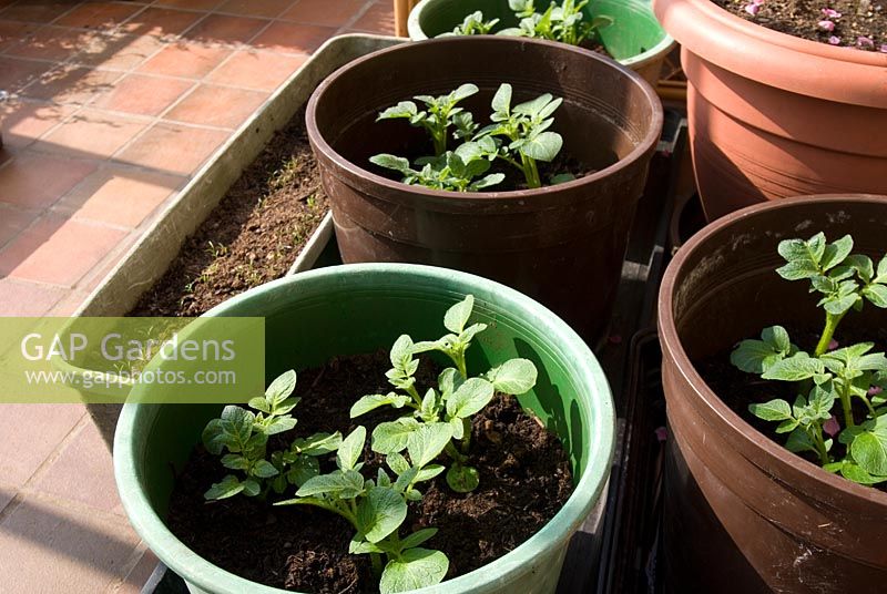 Starting vegetables indoors in pots in early Spring - Carrot 'Amsterdam forcing' and Potato 'Swift'