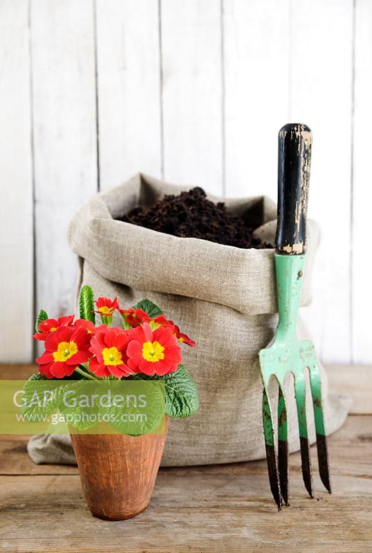 Hessian sack filled with compost, hand fork and red Primula in terracotta pot