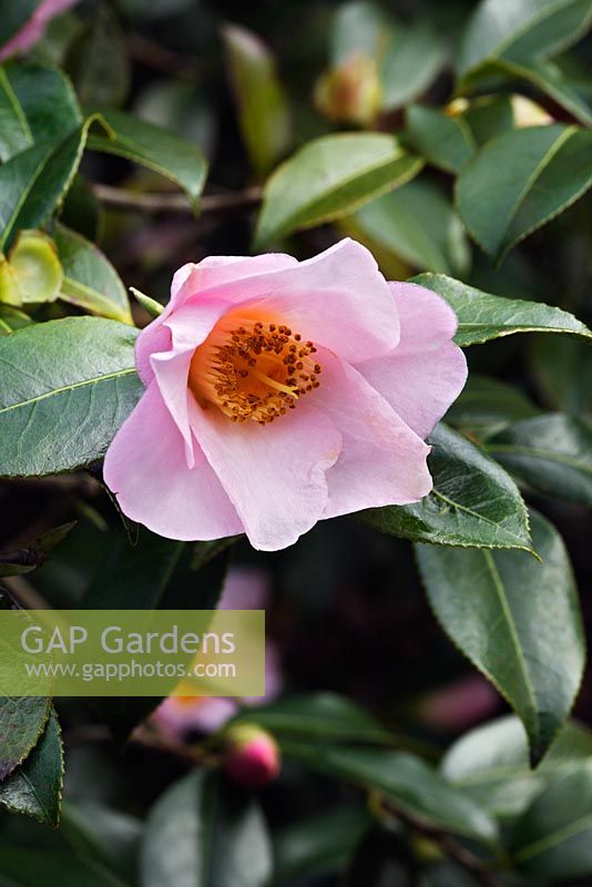 Camellia x williamsii 'Elizabeth Rothschild'