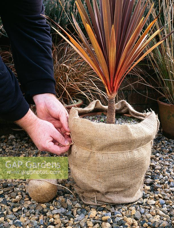 Overwintering tender shrub - Wrapping pot of Cordyline with hessian to help protect from frost