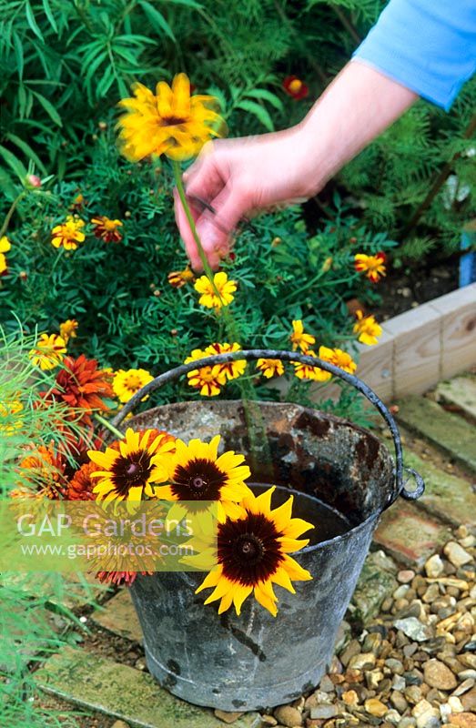 Picking flowers and placing into an old metal bucket of water - Rudbeckia hirta 'Chim Chiminee' and Rudbeckia hirta 'Sputnik' 