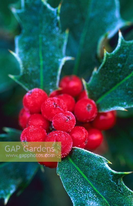 Ilex aquifolium berries with frost