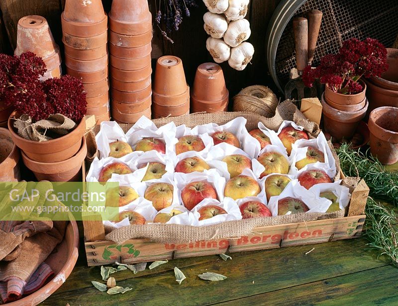 Stored apples in a wooden tray - Fruit is individually wrapped in paper to avoid spoiling