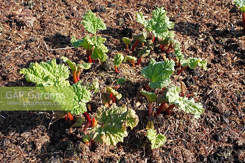 Rhubarb showing new spring growth through well rotted manure mulch