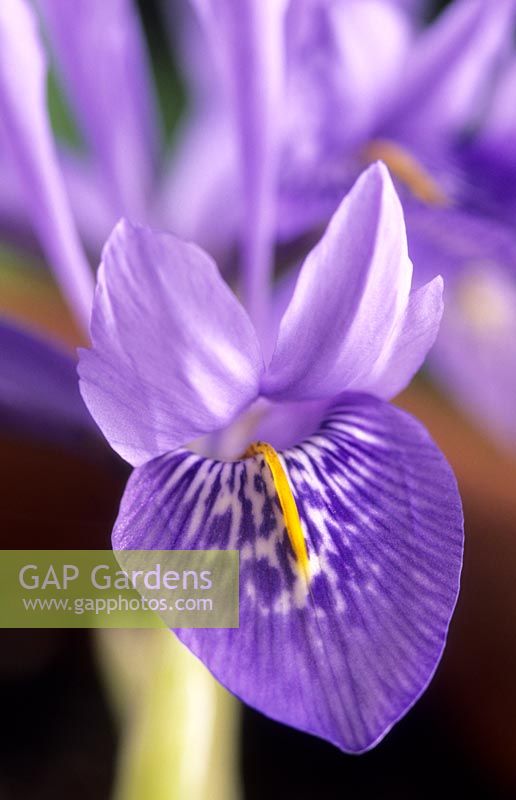 Iris reticulata 'Angel Tears'