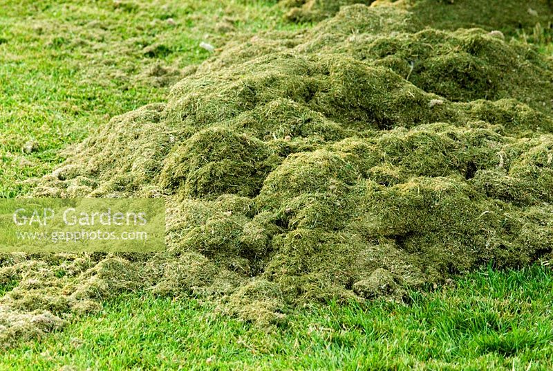 Grass cuttings from lawn mowing