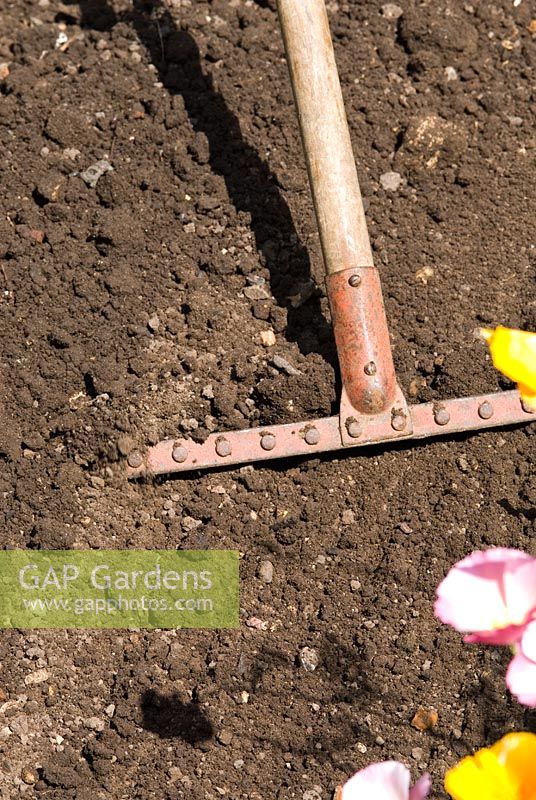 Raking soil in preparation to plant vegetables