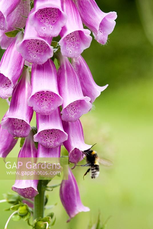Digitalis - Foxglove with a pollinating bee
