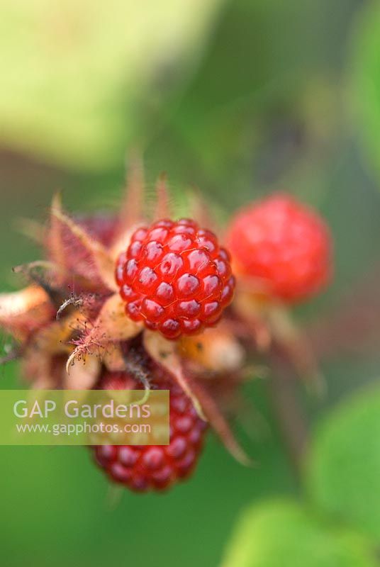 Rubus phoenicolasius - Japanese Wineberry 