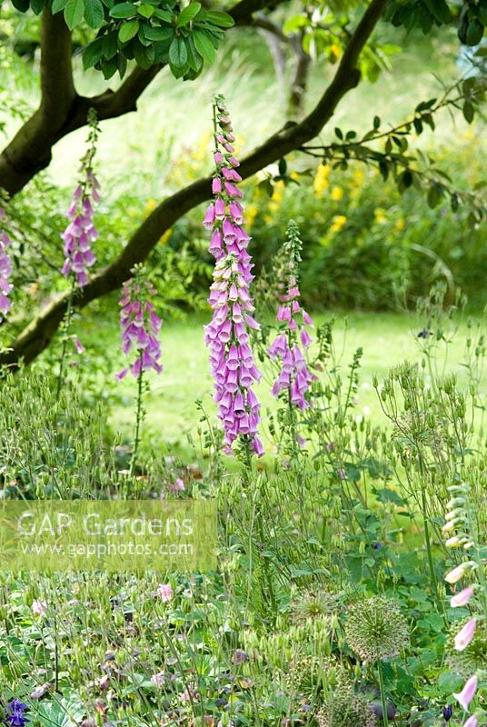 Digitalis - Foxgloves in a border with seed heads of Alliums and Aquilegia in June, Gowan Cottage