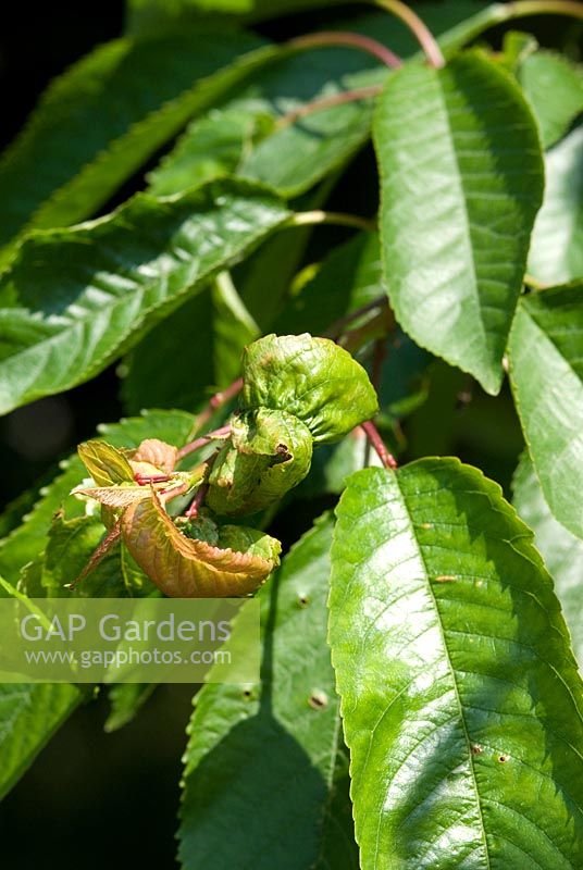 Colonies of blackfly sap feeding aphids - Mysus cerasi on Prunus - Cherry leaf causing leaf to curl in June, Gowan Cottage