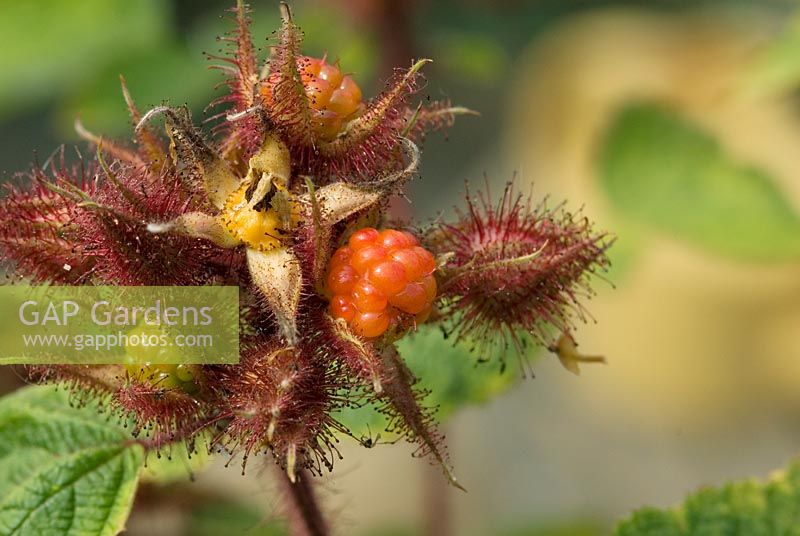 Rubus phoenicolasius - Japanese Wineberry in an organic kitchen garden showing near ripe berry, unripe berry and orange hull after picked berry in August