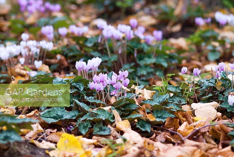Cyclamen hederifolium amongst autumn leaves in October