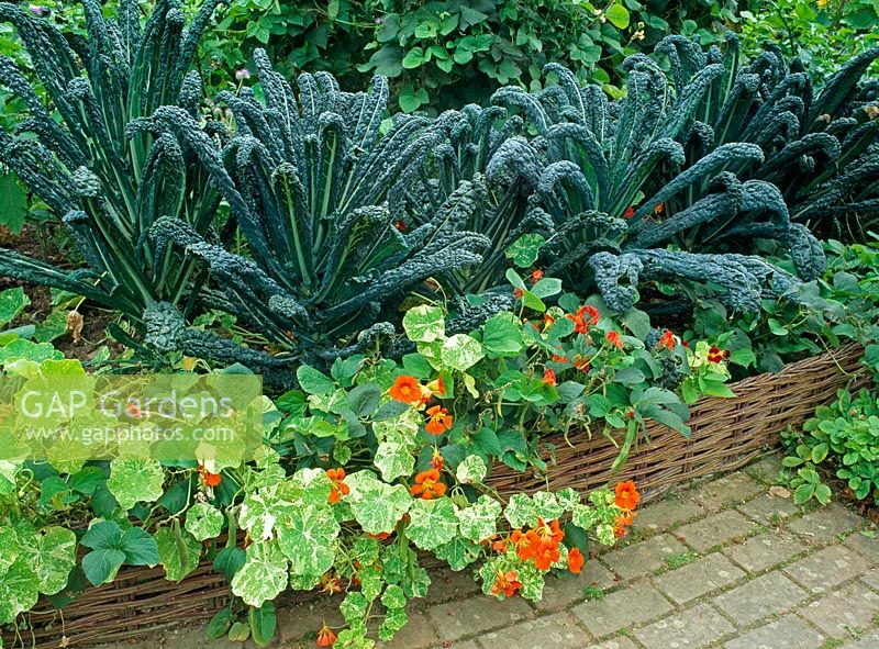 Potager with Kale 'Nero di Toscana', Nasturiums 'Jewel of Africa' and dwarf runner bean 'Pickwick'