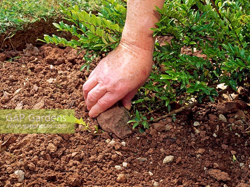 Propagation - Layering a shrub by weighing down a branch with a stone to keep it touching the soil