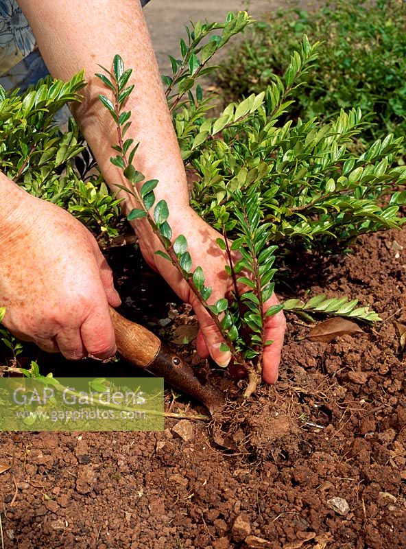 Propagation - Layering a shrub. A well rooted layer can be dug up and replanted