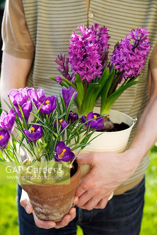 Man holding purple Crocus in terracotta pot and purple Hyacinthus growing in cream enamel pot