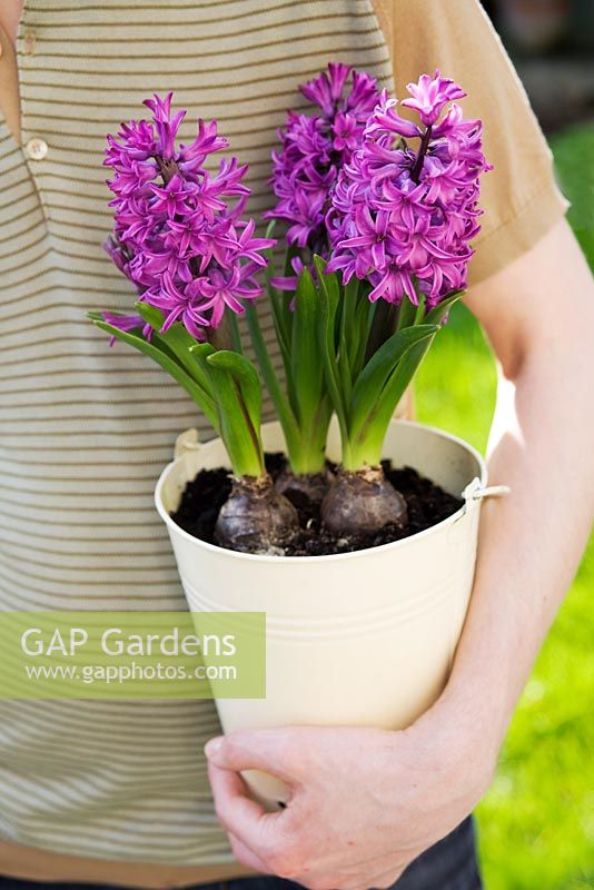 Man holding purple Hyacinthus growing in cream enamel pot