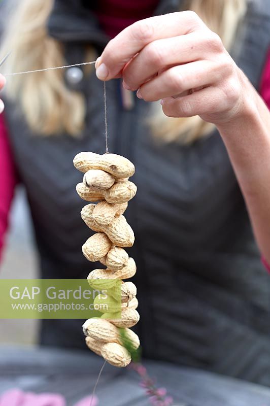 Woman threading peanuts onto cotton to make bird feeder