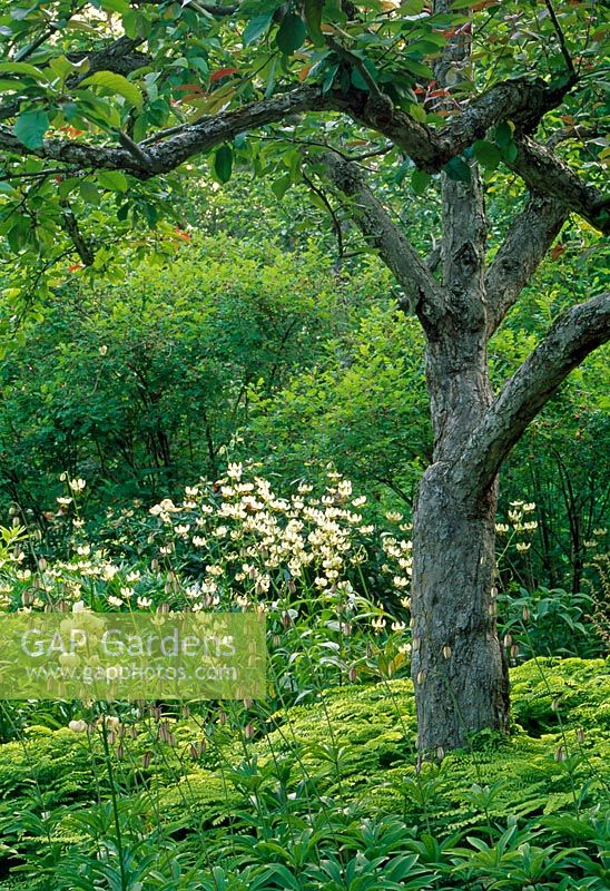 Lilium martagon 'Album' beneath an ancient Malus - Redford Garden also known as Les Jardins de Metis